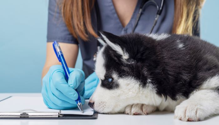 Veterinary Assistant